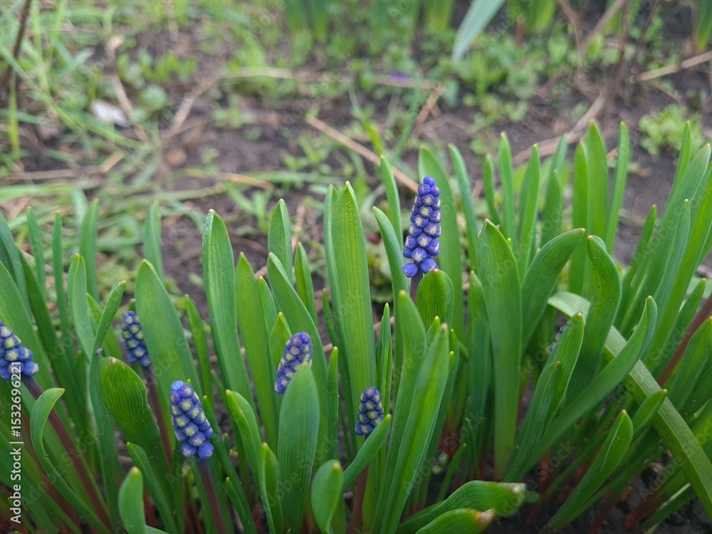 Fototapeta premium Blooming Blue Muscari: A Delicate Springtime Garden Display 