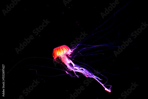 Chrysaora sea jellies or Jellyfish in Institute building Marine Aquarium and Science Museum for thai people traveler travel visit learning aquatic animals sea life in Chonburi Thailand