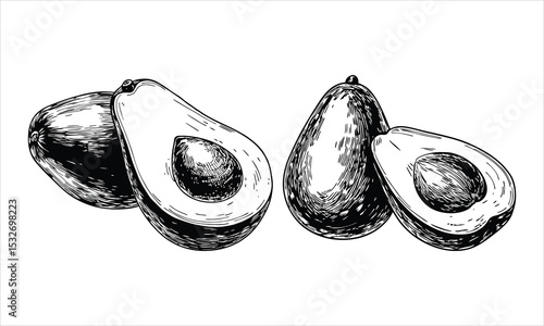 Avocado fruits isolated on white background in black and white sketch