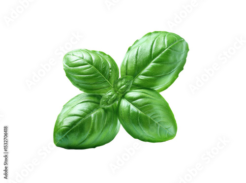 Fresh green basil sprig isolated on black background culinary herb, Isolated On Transparent Background