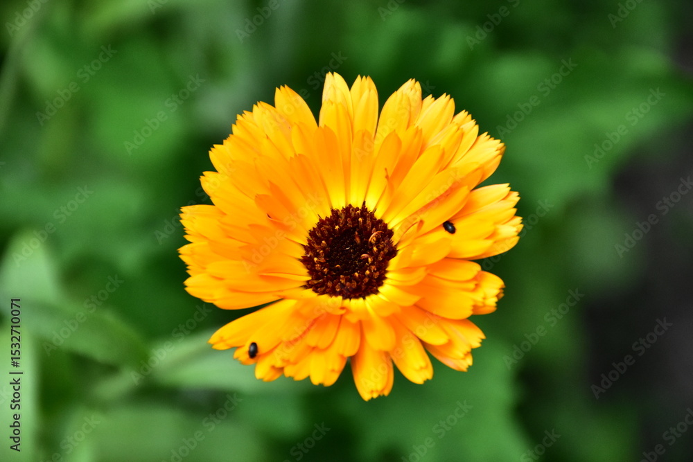 Radiant Calendula Flowers in Bloom
Radiant Calendula Flowers in Bloom
