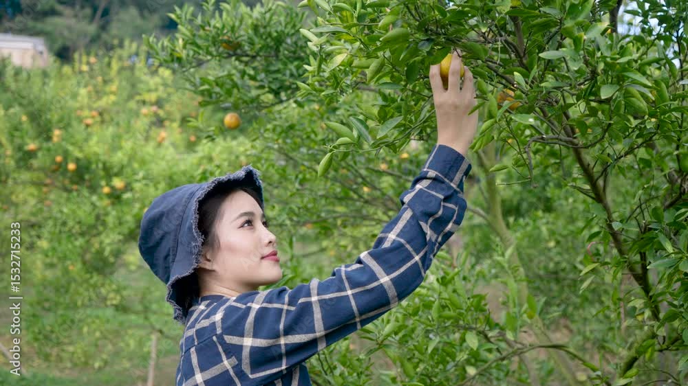 Asian female adult standing in orange orchard reaching out hand to pick ripe citrus fruit during harvesting season in rural farmland using modern farming techniques with happy expression Asian female adult standing in orange orchard reaching out hand to pick ripe citrus fruit during harvesting season in rural farmland using modern farming techniques with happy expression