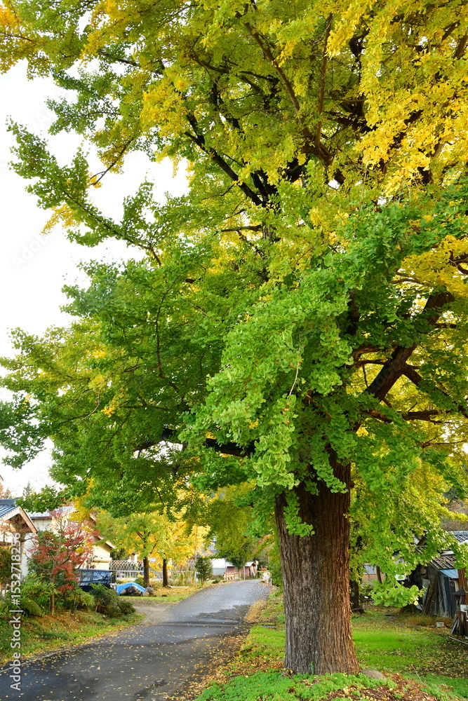 Fototapeta premium 村松蛭野地区の紅葉（新潟県）