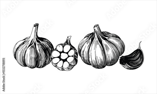 Garlic bulbs and cloves isolated on white background in sketch style