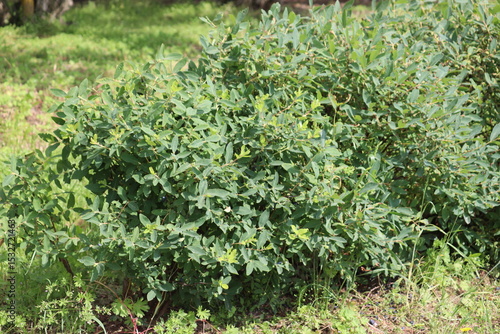 Honeysuckle or honeyberry (Lonicera caerulea) plant in summer garden