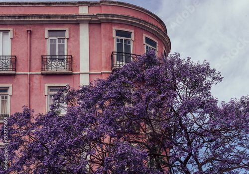 Purple facade of building behind a Jacaranda tree in Lisbon, Portugal