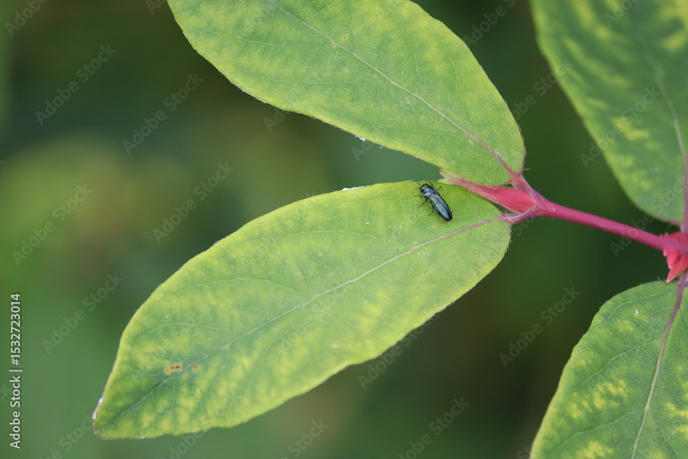 Obraz premium Blue jewel beetle (Agrilus cyanescens) on green leaf of honeysuckle or honeyberry (Lonicera caerulea). Pest of honeysuckle plant