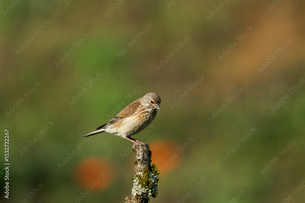 Fototapeta premium Bluthänfling