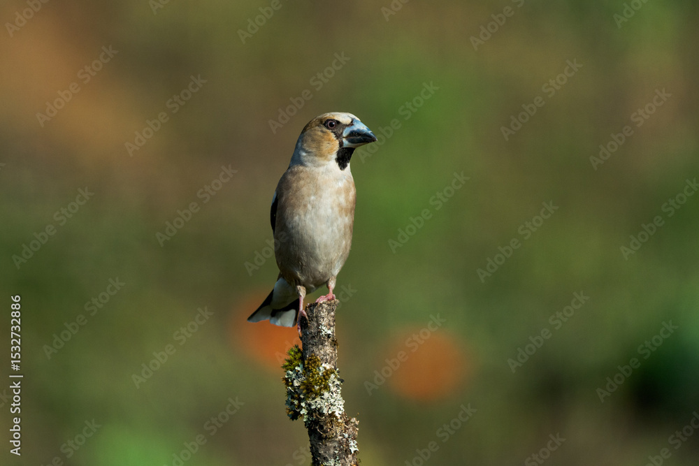 Obraz premium Kernbeisser