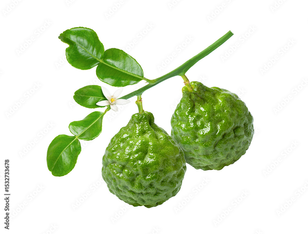 bergamot fruit with leaf isolated on transparent background
bergamot fruit with leaf isolated on transparent background