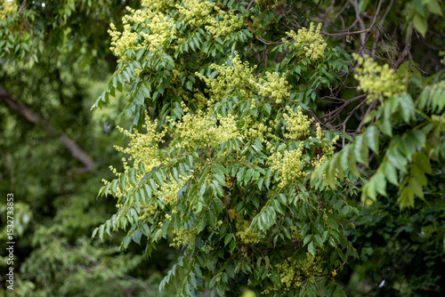 Ailanthus altissima flowering tree in the park
