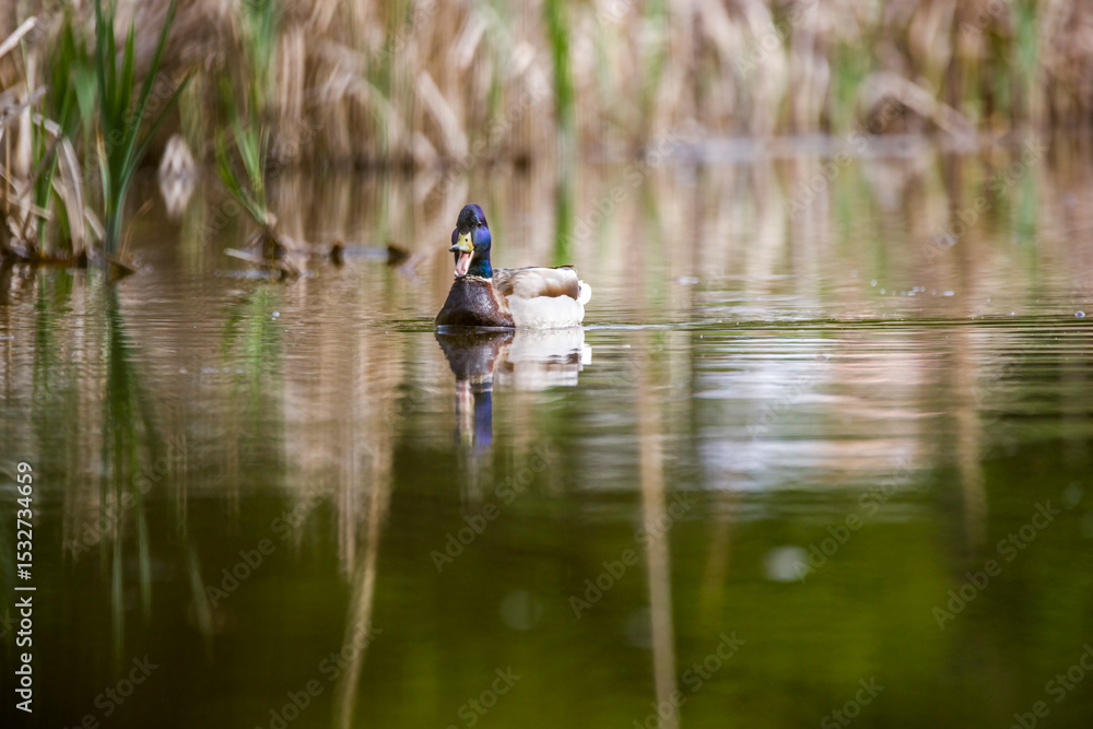 Male Mallard or wild duck paddling in pond. Male Mallard or wild duck paddling in pond.