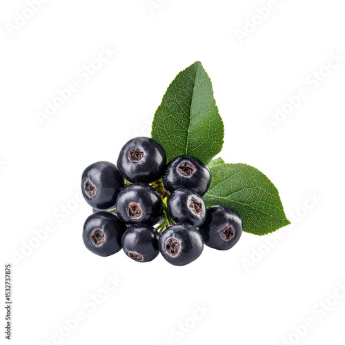 Fresh Ripe Black Chokeberries with Green Leaves Isolated on Black Background