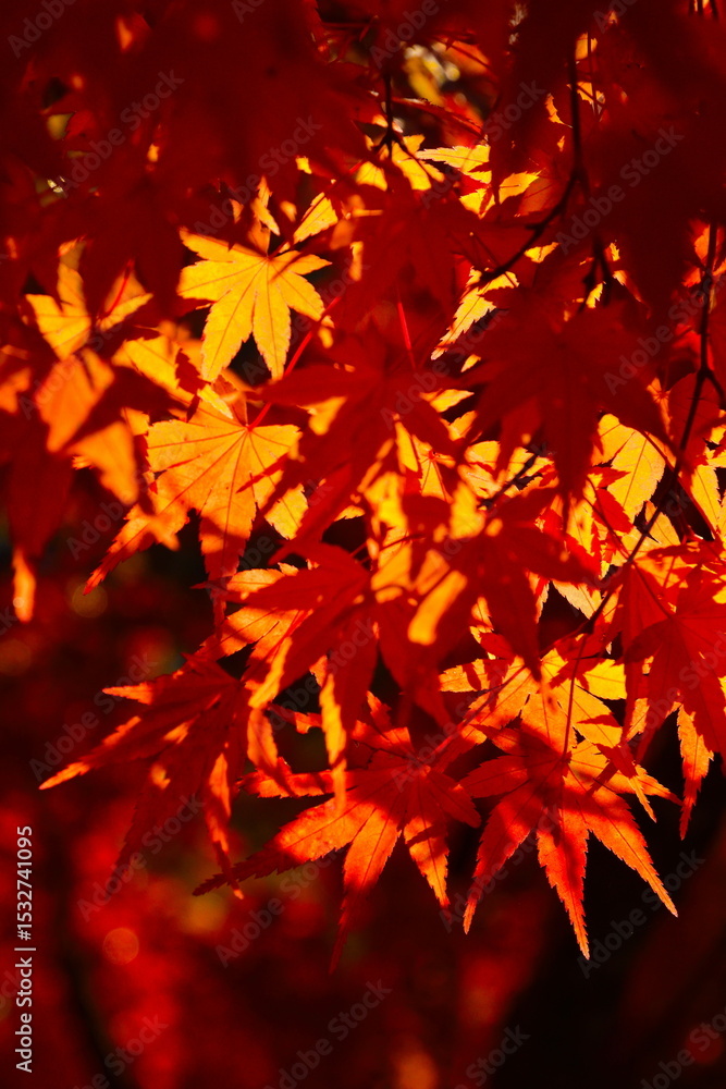 Fototapeta premium 村松公園の紅葉（新潟県）