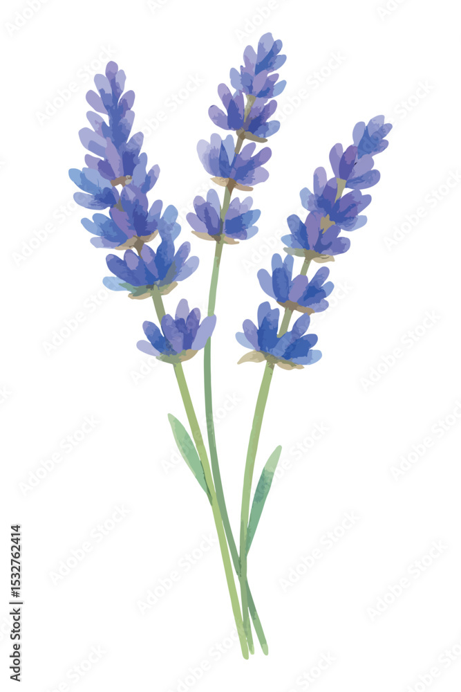 Fototapeta premium Watercolor vector illustration of a Lavender Bouquet, isolated on white background.