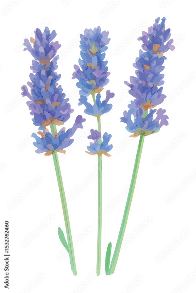 Naklejka premium Watercolor vector illustration of a Lavender Bouquet, isolated on white background.