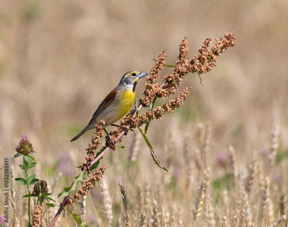 Fototapeta premium dickcissel songbird on stem in wheat field