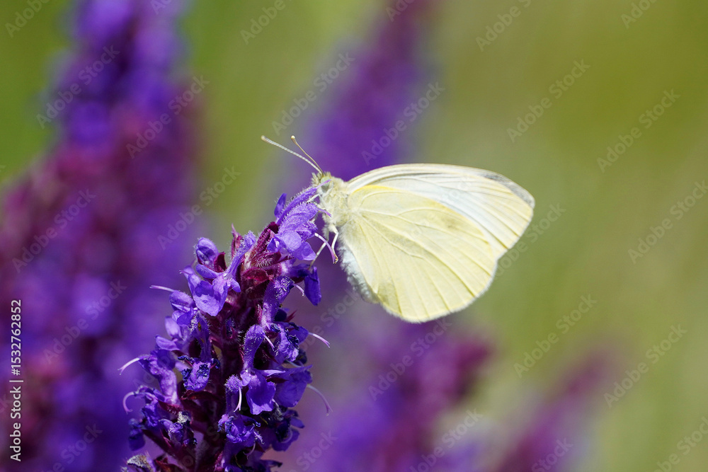 White turnip white cabbage butterfly day butterfly insect on lilac flower nature macro
White turnip white cabbage butterfly day butterfly insect on lilac flower nature macro