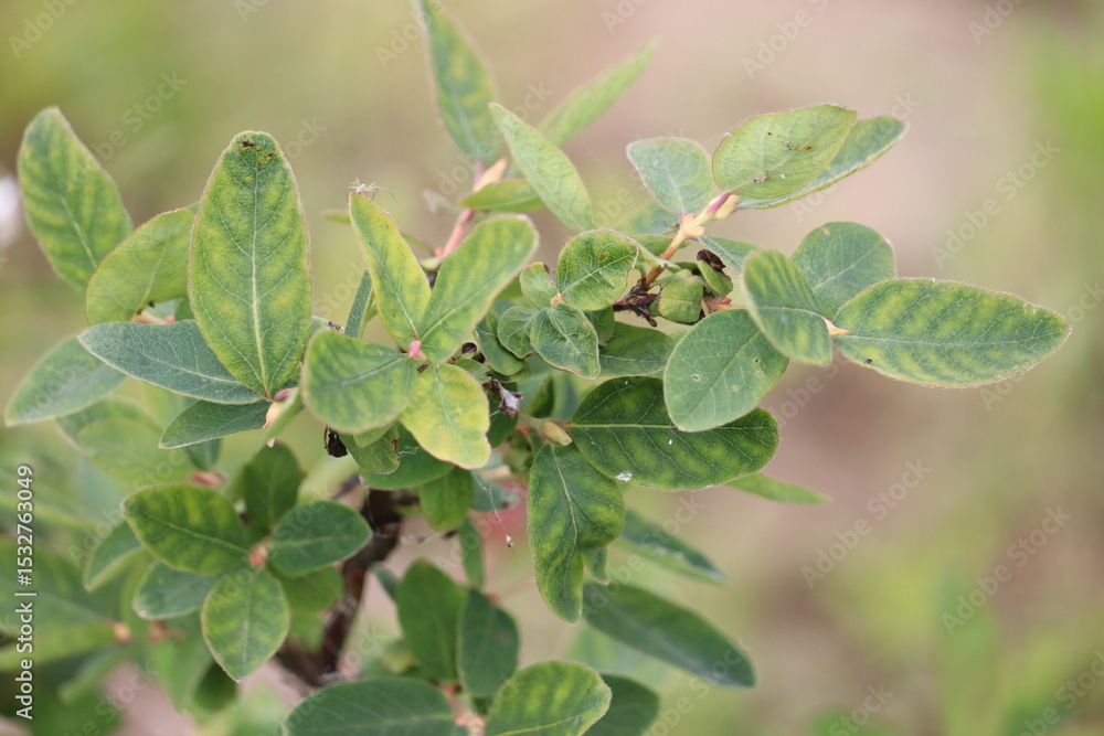 Interveinal chlorosis of honeysuckle or honeyberry (Lonicera caerulea) leaves caused by micronutrient deficiency Interveinal chlorosis of honeysuckle or honeyberry (Lonicera caerulea) leaves caused by micronutrient deficiency