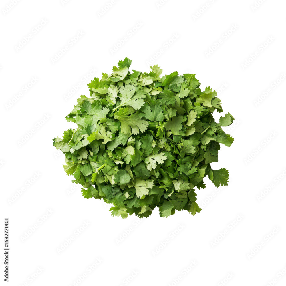 Obraz premium Fresh Cilantro Bunch, Top View, Isolated on Black Background