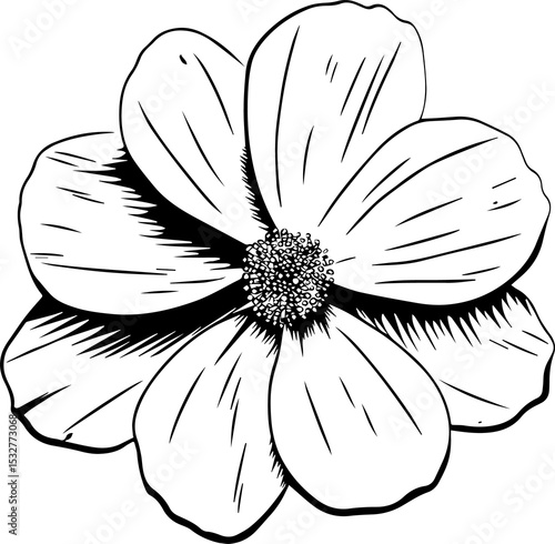 Fototapeta Naklejka Na Ścianę i Meble -  Line art is showing daisy blossom with stippled center, shading lines, transparent background
