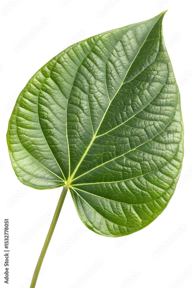 Obraz premium Kava leaf on white background