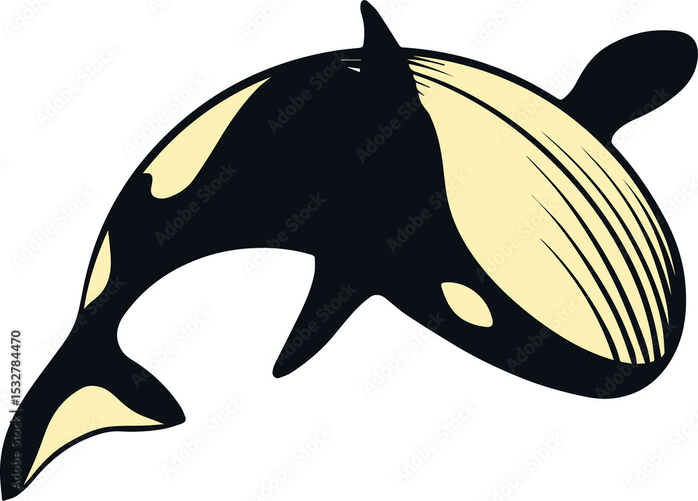 Obraz premium Orca whale flat vector art is swimming on transparent background, showing dorsal fin, striped head