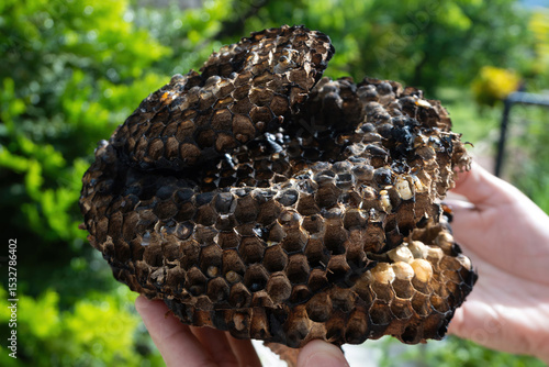 The abandoned structure of a dangerous paper wasps (yellow jackets) nest, tragically burned and destroyed by a local gardener. Some larvae can still be seen partially burned inside the nest.
