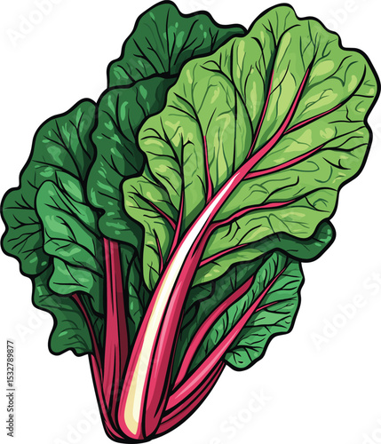 red cabbage vegetable