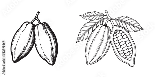 Cocoa set Hand Drawn Vector Cacao beans leaves Doodle Outline sketches Premium Vector