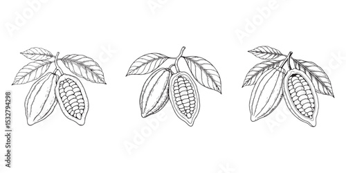 black cacao beans, Set of Line art illustration cocoa pods on a branch with leaves