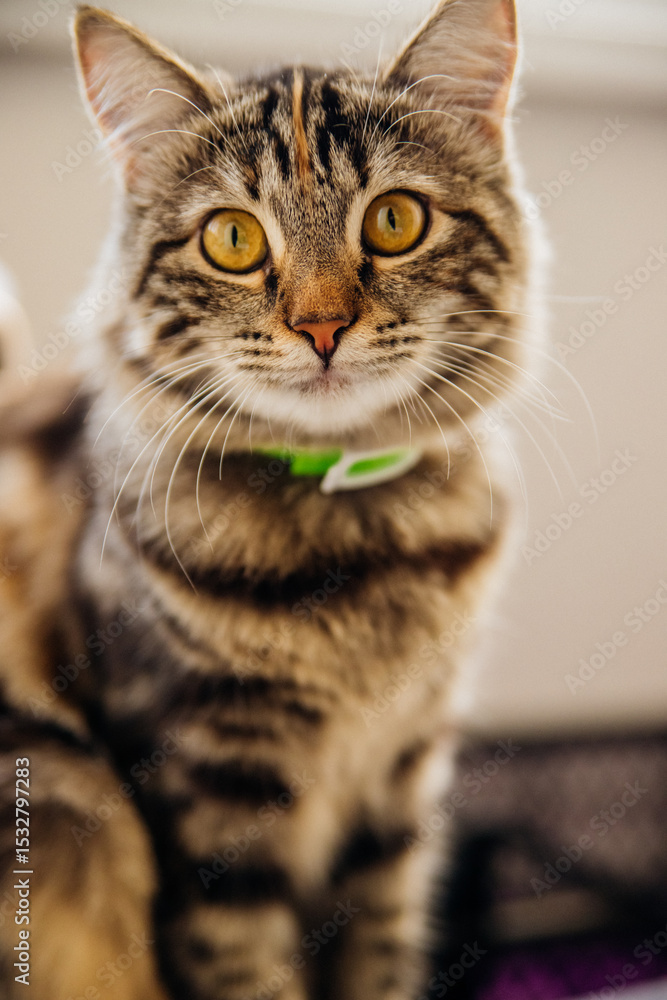 Obraz premium A striped cat in a collar sits by the window and looks out with a curious and attentive expression on its face.