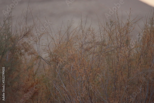 Wallpaper Mural Mountains and the small plants on dry land Torontodigital.ca
