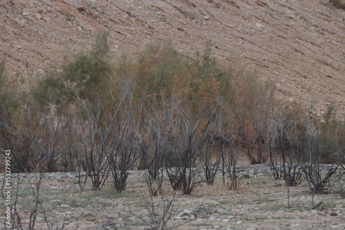 Wallpaper Mural dry grass in the forest Torontodigital.ca
