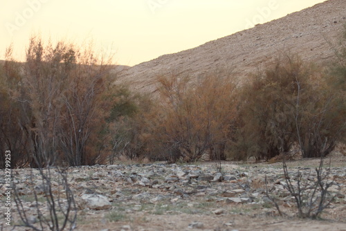Wallpaper Mural Mountains and the small plants on dry land Torontodigital.ca