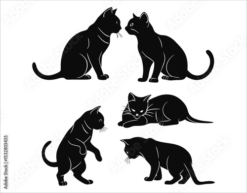 Shorthair Cat Duo & Kitten Poses