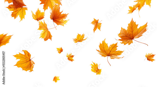 Autumn maple leaves are falling down isolated on white backgroun