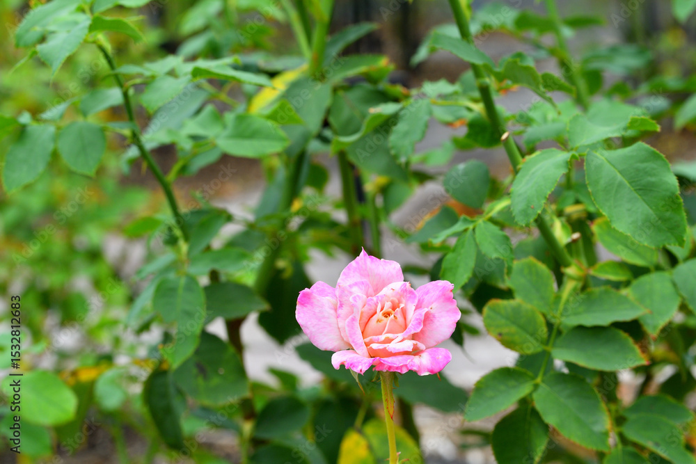 秋に咲くバラの花 秋に咲くバラの花