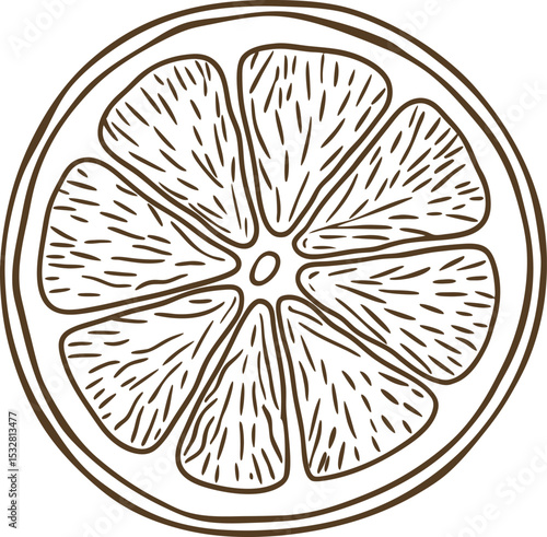 Citrus fruit slice illustration hand drawn juicy round lemon or orange cross section, fresh summer food design