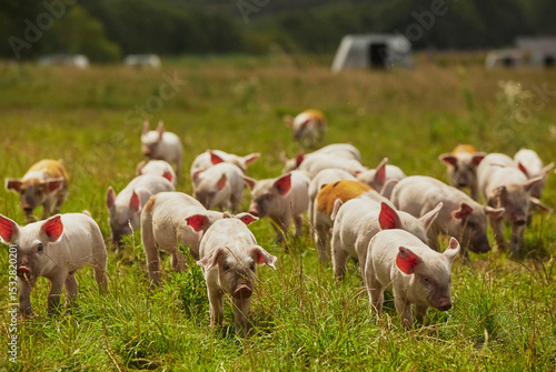Eco pig farm in the field in Denmark. Cute piglets in the pasture