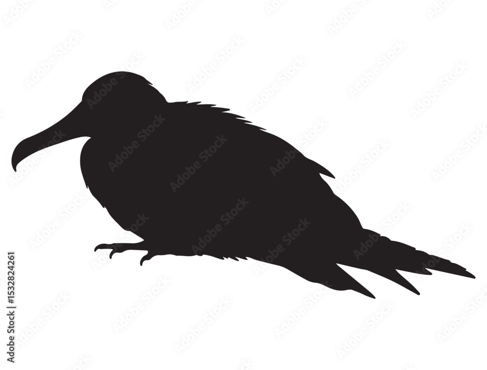 Fototapeta premium FRIGATEBIRD SILHOUETTE