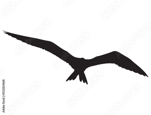  FRIGATEBIRD SILHOUETTE