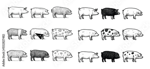 Hand-Drawn Pig Breeds