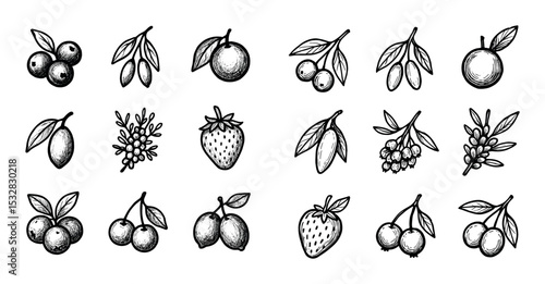 Tropical Berry Sketches