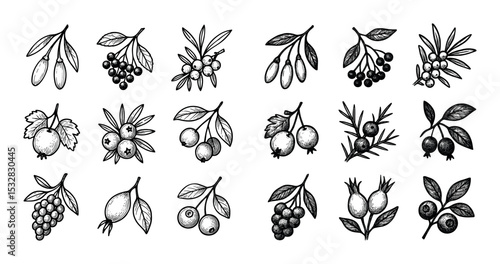 Medicinal Berries Icons