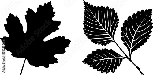 Silhouette of elm and sycamore leaves for nature art and design