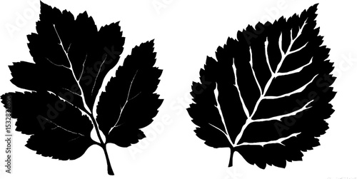 Elm and sycamore leaf silhouettes for nature design and decoration