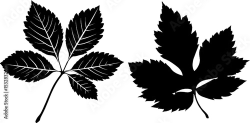 Silhouettes of elm and sycamore leaves for nature design and decor