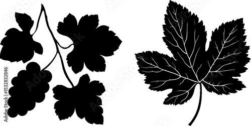 Grapevine and leaf silhouettes for nature design projects
