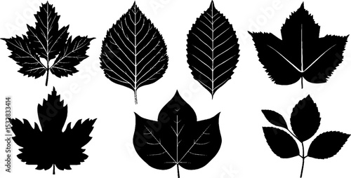 Diverse leaf silhouettes including poplar and plane tree for botanical design